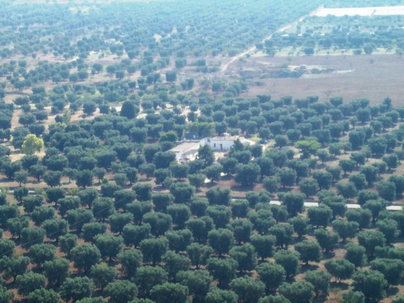rustico casale vendita brindisi claro immobiliare (7)